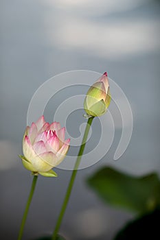 two buds of a lotus flower, water lily