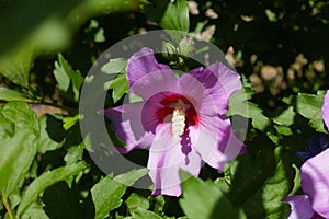 Two buds and one pink crimsoneyed flower of Hibiscus syriacus