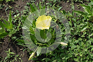 Two buds and one yellow flower of Oenothera macrocarpa