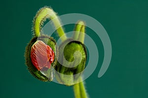 Two buds of poppy