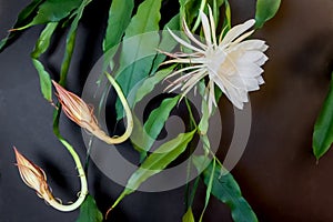 Two buds and a white blossom of the queen of the night Epiphyllum oxypetalum Cactus plant, night blooming, with charming, photo