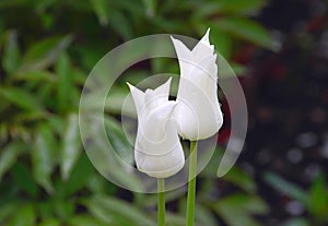 Two buds of white tulips with drops of water after a rain