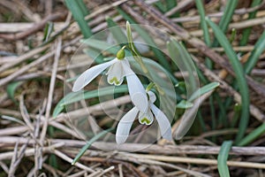 two buds of a white wild snowdrop flowers on a current green stems