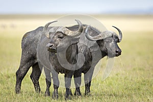 Two buffalo bulls standing alert in the Masai Mara plains in Kenya