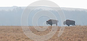 Two Buffalo Graze in the Grasslands