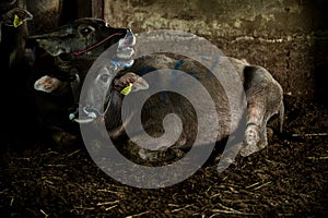 Two buffalo sat on the ground in the slaughterhouse. One was crying, with a startled and terrified gesture. Poor eyes and compassi