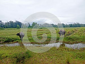 Two buffaloes are eating grass in the field ,in the countryside of Thailand