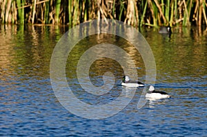 Two Bufflehead Ducks Swimming in the Autumn Pond