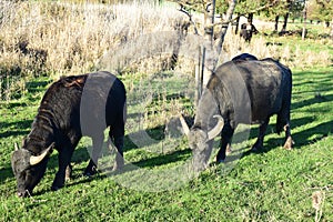 two buffoes while eating, different horn length visible