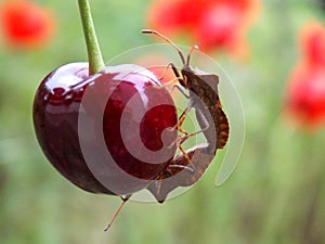 Two bugs on the cherry
