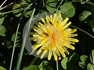 Two bugs a dandilion