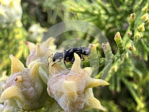 Two bugs on a flower. A beetle on the back of another beetle on a green leaf