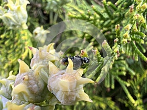 Two bugs on a flower. A beetle on the back of another beetle on a green leaf