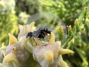 Two bugs on a flower. A beetle on the back of another beetle on a green leaf