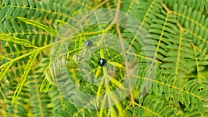 two bugs on a green leaf