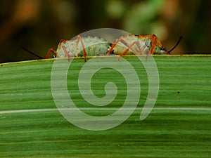 Two bugs hide it behind a wide leaf from the view of the observer photo