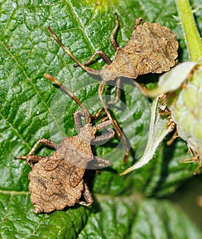 Two bugs are on a leaf