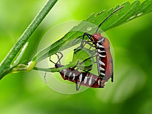 The two bugs are mating on the plant