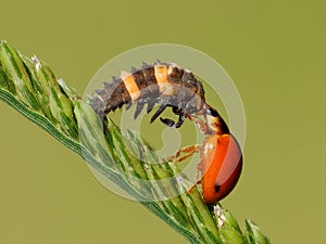 The two bugs are mating on the plant