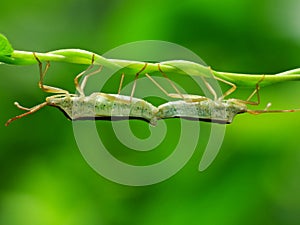 The two bugs are mating on the plant