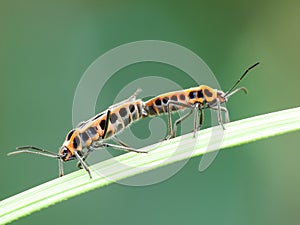 The two bugs are mating on the plant