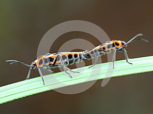 The two bugs are mating on the plant