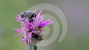 Two bugs meetings on flower (Tropinota hirta)