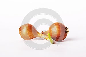 Two bulb onions