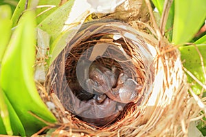 Two bulbul chicks in nest