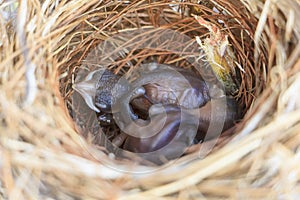 Two bulbul chicks in nest