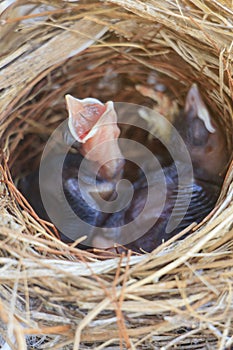 Two bulbul chicks in nest