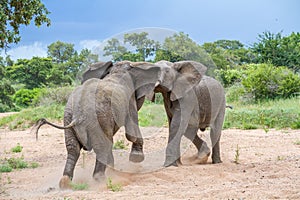 Two bull African elephants fight