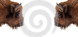 Two bull or bison heads with brown horns opposite each other before a fight on the New York Wall Street Stock Exchange on a