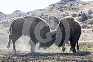 Two bull buffalo fighting