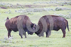 Two bull buffalos sparring together