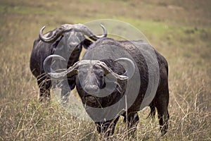 Two bull Cape buffalo staring at viewer