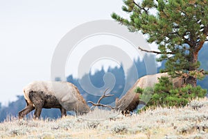 Two bull elk battling on skyline