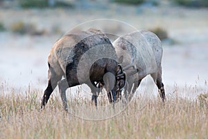 Two bull elk fighting