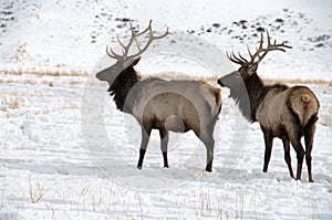 Two Bull Elk with Large Antlers