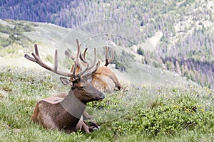 Two Bull Elk Resting