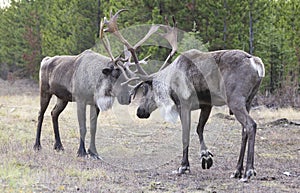 Two bull endangered woodland caribou sparring on grass