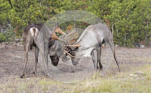 Two bull endangered woodland caribou sparring on grass