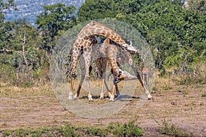 Two bull giraffes, , fighting with their neck, called necking photo