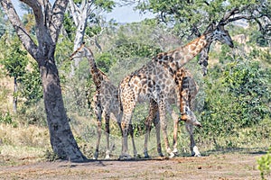 Two bull giraffes fighting with their necks, called necking