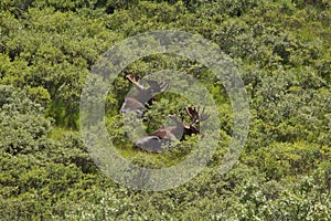 Two bull moose in Denali National Park