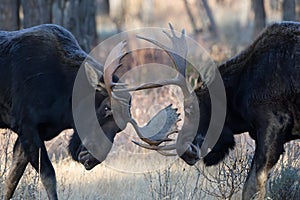 Two Bull Moose Sparring During Fall Rut