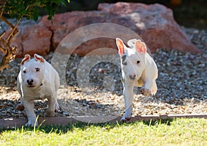 Two bull terrier puppies running together