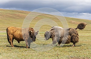 Two Bull Yaks Steppe Mongolia