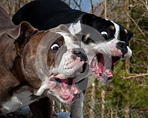 Two Bulldog with open mouth and a funny expression