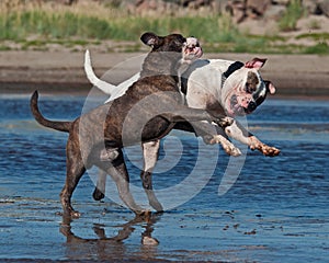 Two bulldog play fighting photo